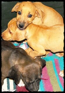 3-abandoned-pups-cosmo-clyde-coco