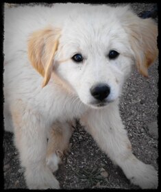 goldie-adopted-rescuediary