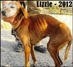 lizzie-rescued2012-diaryupdate