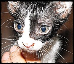 rescued-poorly-kitten-elmo