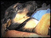 tommy-rehomed-diary