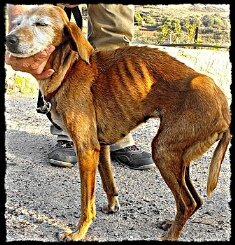 emaciated-dog-lizzie-plight-greekstrays