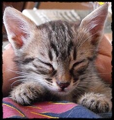 rescued-tabby-tino